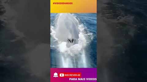 Fascinante o submarino da natureza 😯 #shorts