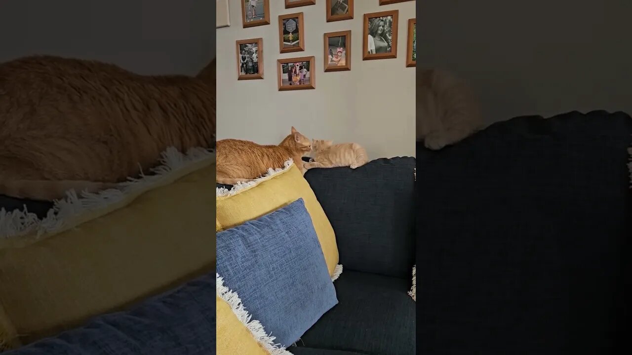 Mochi boy cleaning his little brother Citrus
