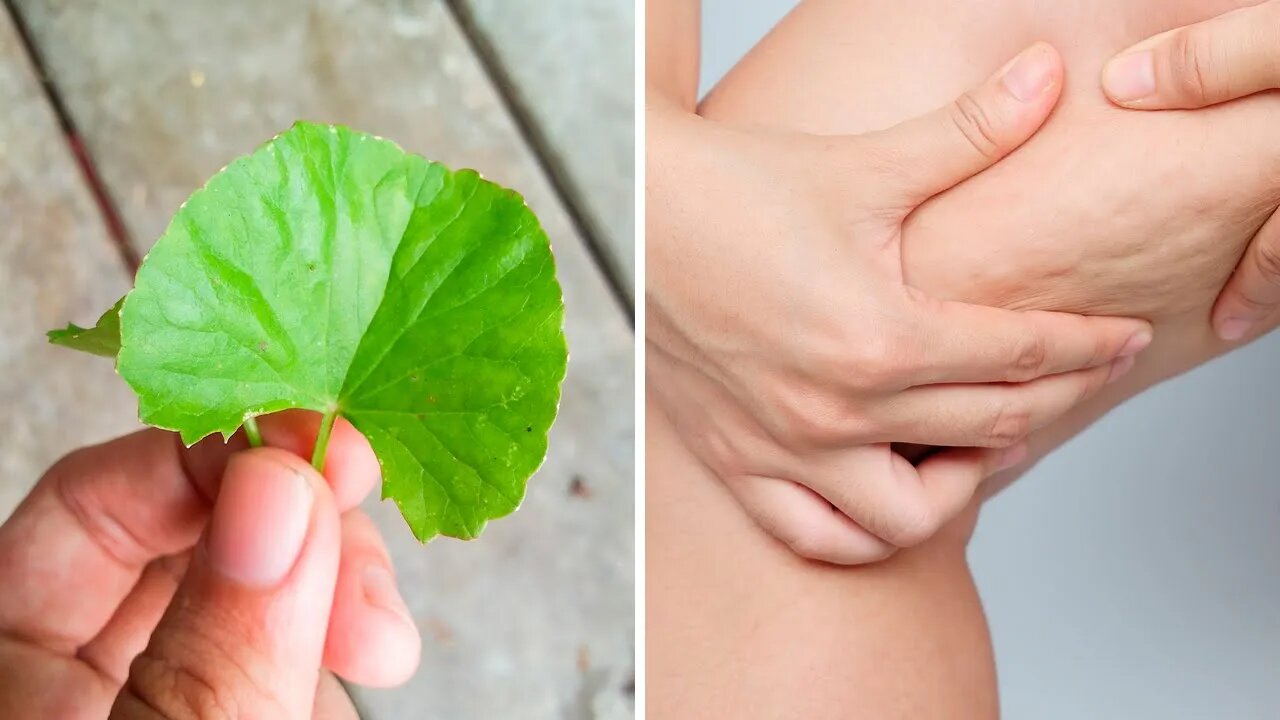 GOTU KOLA: A ARMA SECRETA PARA COMBATER A CELULITE, AS VEIAS VARICOSAS E MUITO MAIS