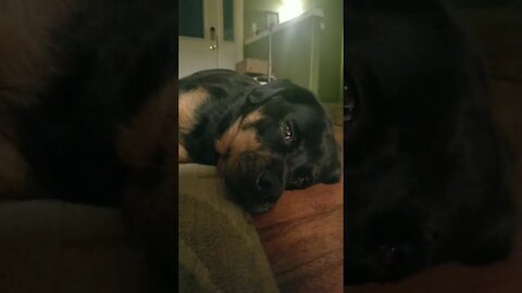 Tired Rottweiler#Shorts #rottweiler😴💖💜💛