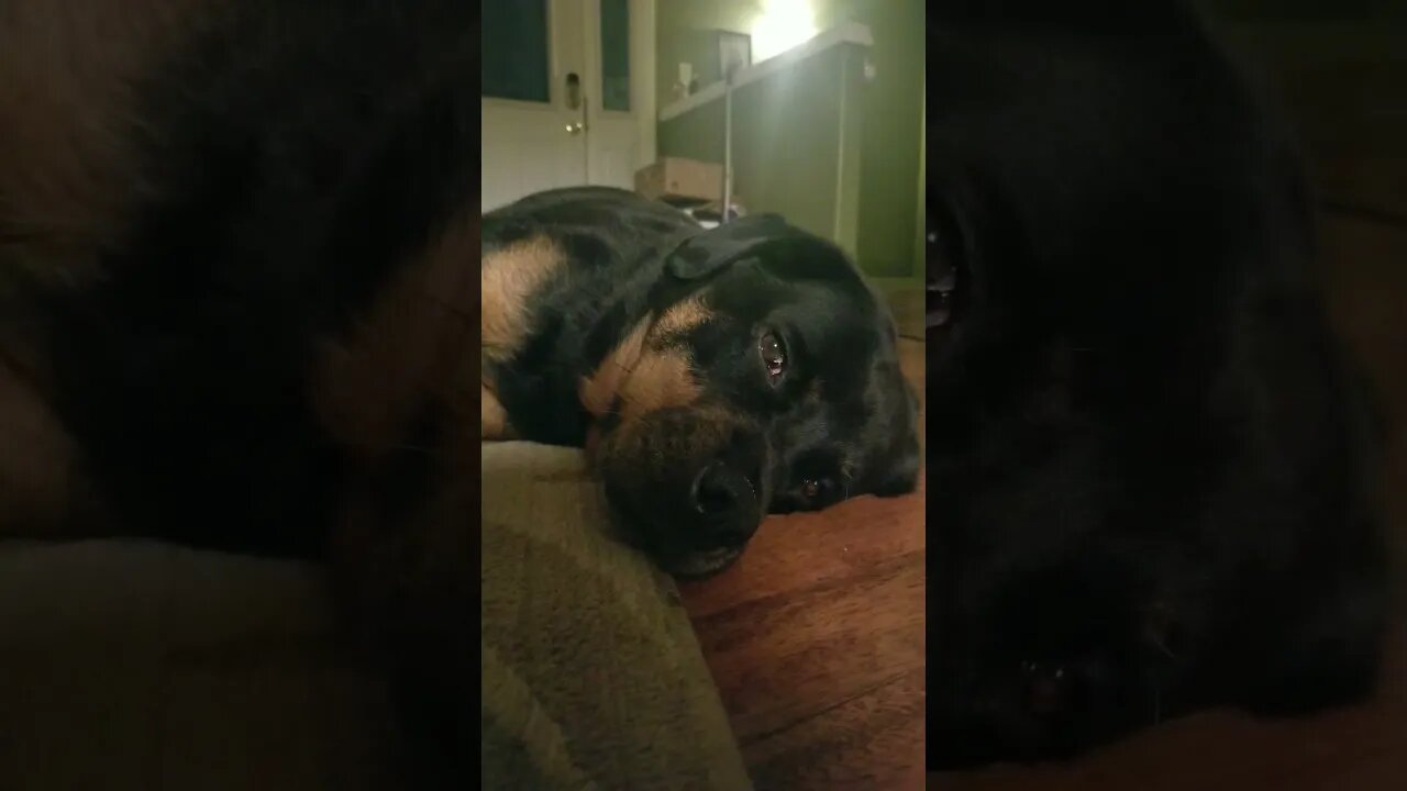 Tired Rottweiler#Shorts #rottweiler😴💖💜💛