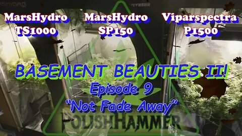 Basement Beauties 2 Side by Each! Ep.9 #MarsHydro #Viparspectra 👽 #NorthGenetics #Vivosun #420 🔨🔨
