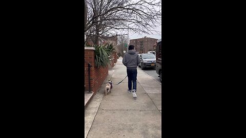 Views From Behind | Mochi The French Bulldog