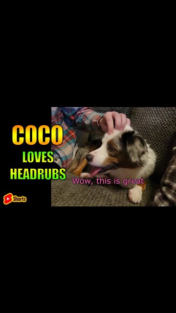 Cute Dog Head Rub