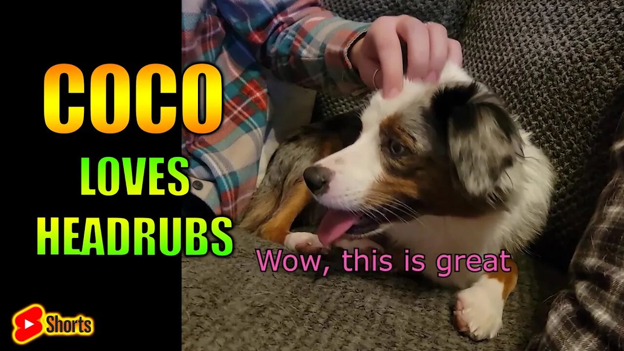 Cute Dog Head Rub