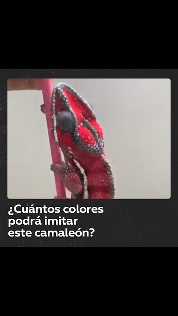 Camaleón demuestra sus habilidades policromáticas en la Red