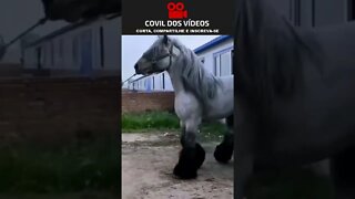 cavalo gigantesco