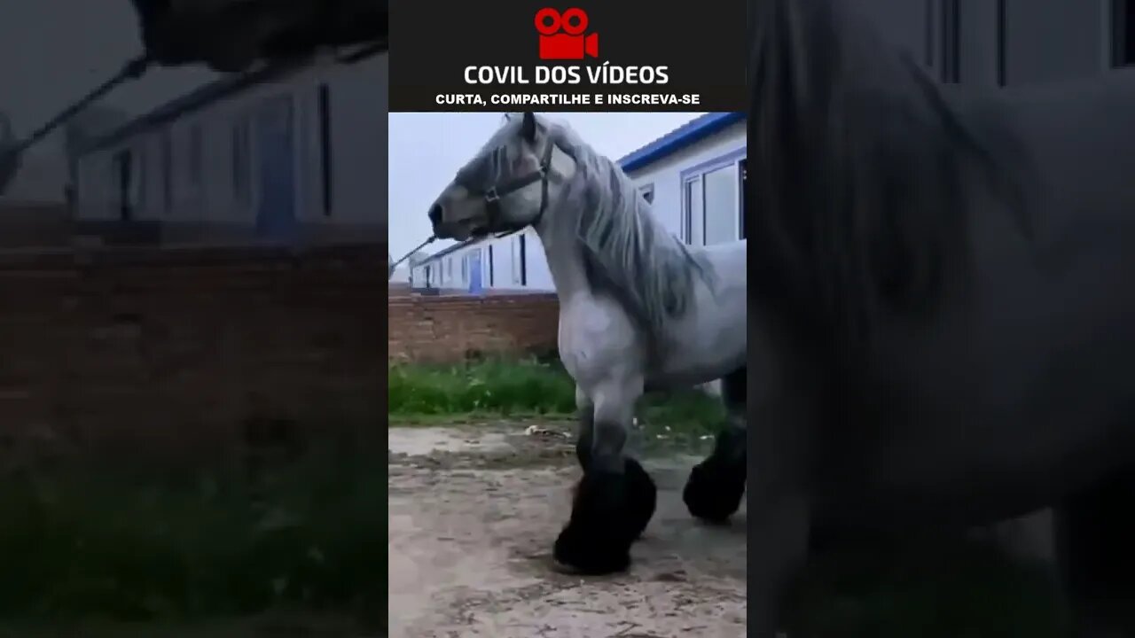 cavalo gigantesco