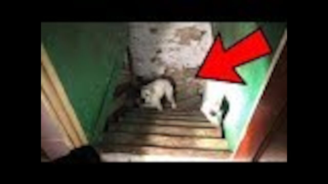 Man Moves Into New House Only To Find A Heartbreaking Sight In The Basement