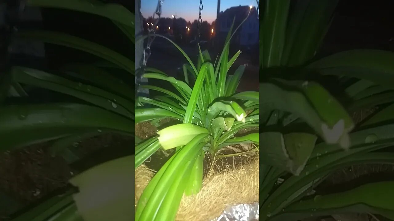 SPYDER PLANT