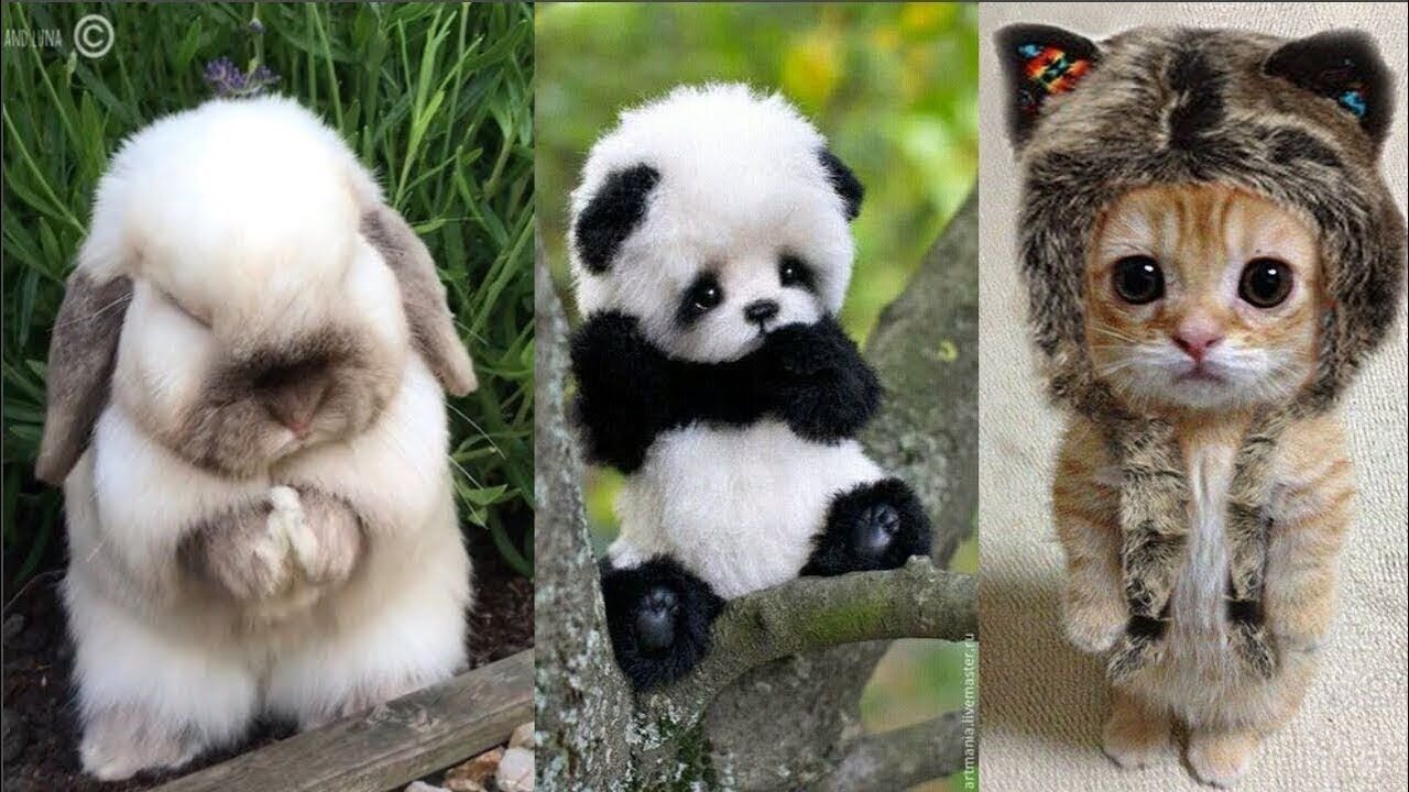 "Ultimate Cuteness Overload: Adorable Animals That Will Melt Your Heart!"