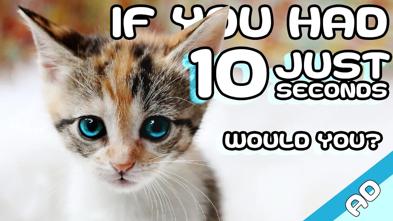 Watch Now or You will be Mauled by Kittens