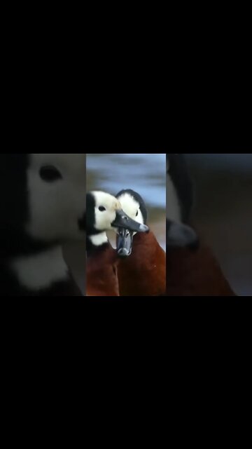 ANIMAIS MAIS ENGRAÇADOS DO MUNDO #41 - inscreve-se no CANAL #shorts