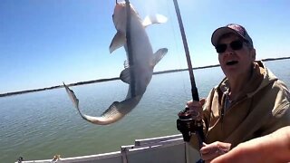 drifting fishing shallow water catfish, blue catfish in running water, Catfish in skinny water