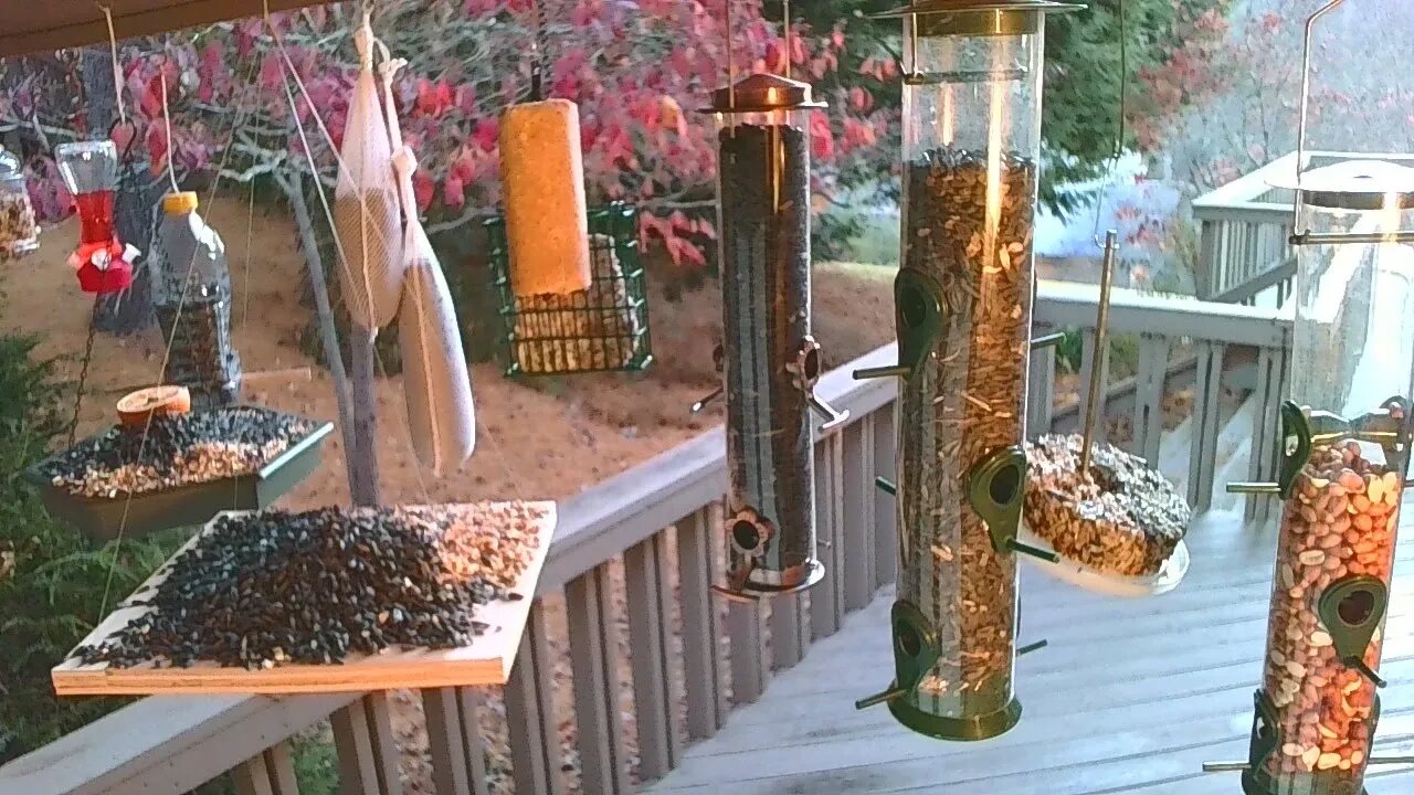 Live Nov 14 2021 Bird Feeder in Asheville NC. In the mountains.