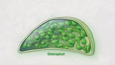 Photosynthesis