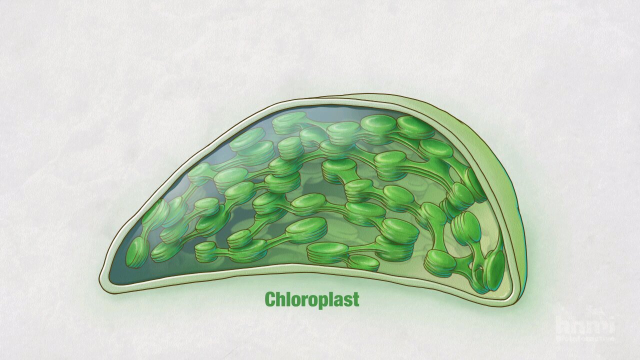 Photosynthesis