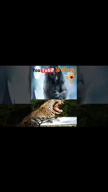 Homi, pensei que o bicho era uma onça... #shorts