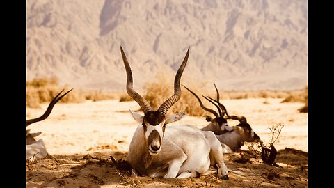 5 Fun Facts About The Addax