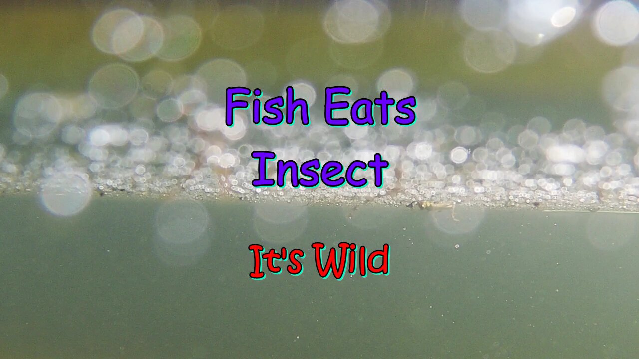 Fish Eats Insect - It's Wild