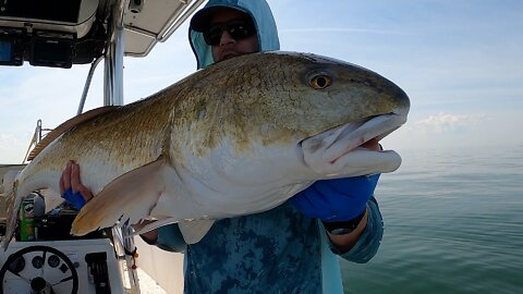 Monster Red Drum in The Bay (Marsh Marlin Mayhem!)