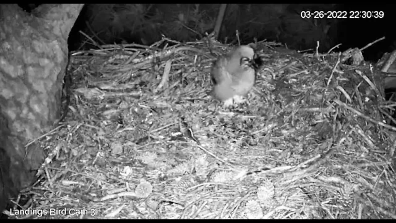 Owlet Enjoys a Bird Dinner 🦉 3/26/22 22:28