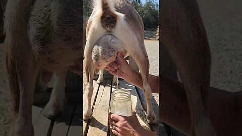 Milking Time! #shorts #goats #goatsofinstagram #goat #milking #homestead #homesteading #farm