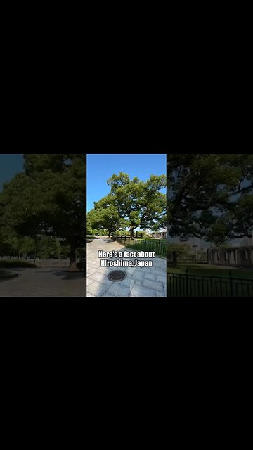 Hiroshima Tree #oppenheimer