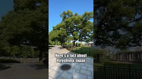 Hiroshima Tree #oppenheimer