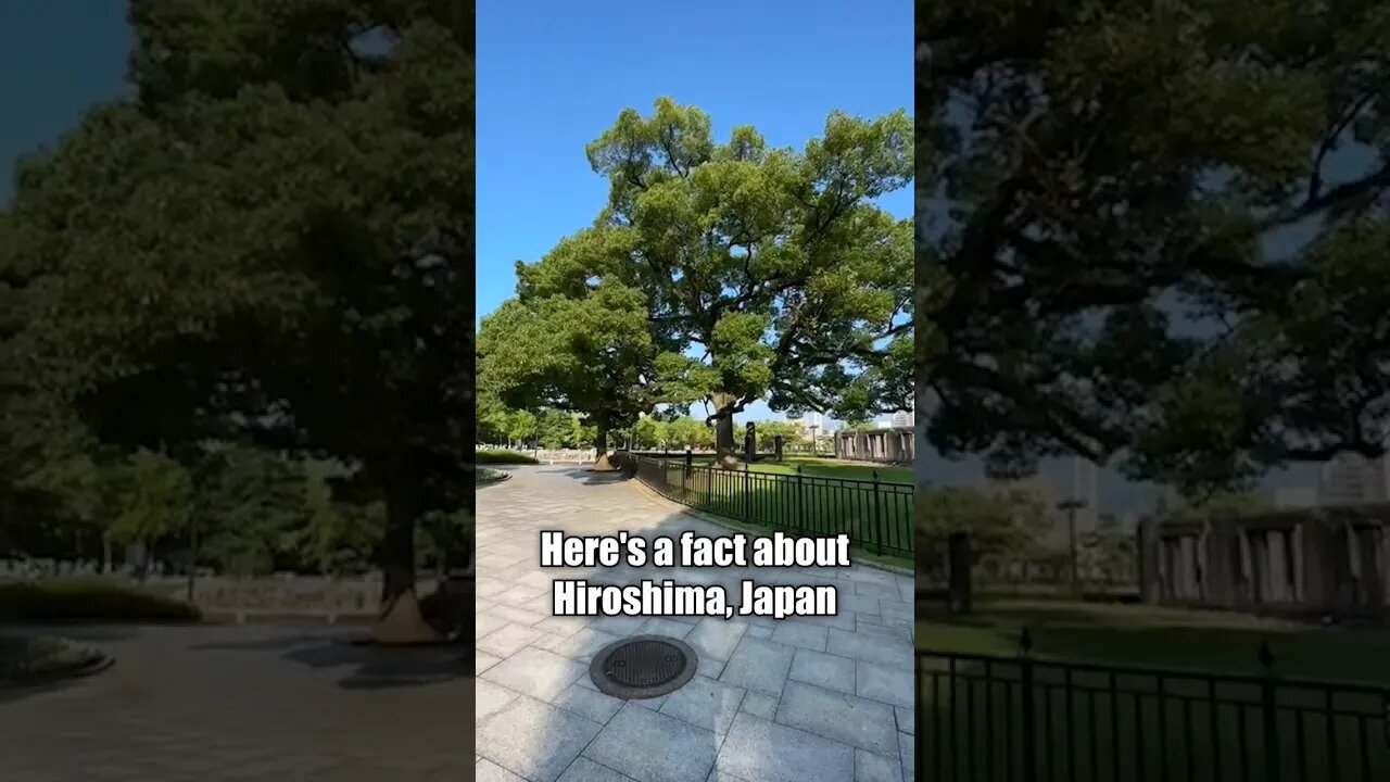 Hiroshima Tree #oppenheimer