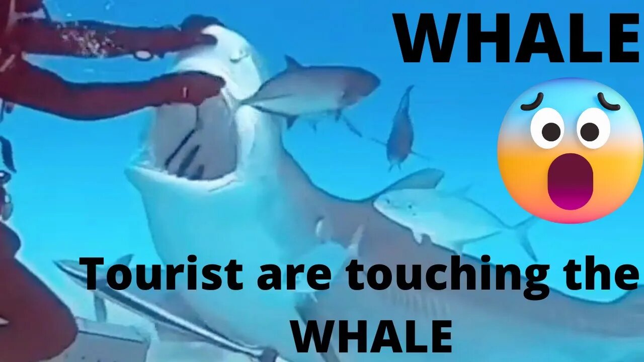 WHALE #sabircool #Entertainment #whale #bluewhale #youtube