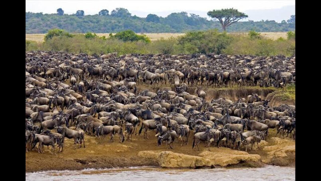 Great Migration of Wildebeests in Eastern Africa