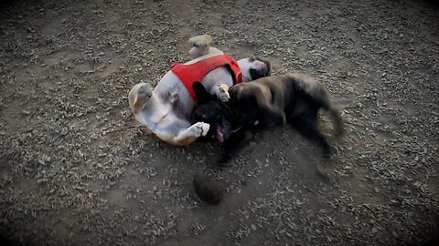 How Frenchies Play - Turbeau and Aurora