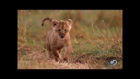 Cute Animals