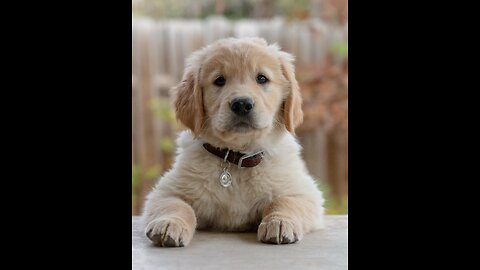 Golden Retriever Puppy Meets Big Dog!