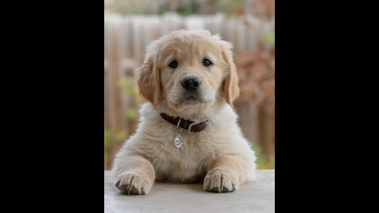 Golden Retriever Puppy Meets Big Dog!