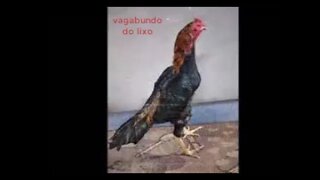 vagabundo do lixo .proposta do pisca