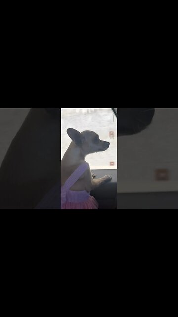 Chihuahua’s first road trip 🐶🚙 #chihuahuadog #chihuahualover #chihuahuababy #chihuahuafanatics