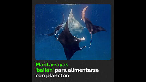 Una ‘fiesta’ de mantarrayas con danza y comida