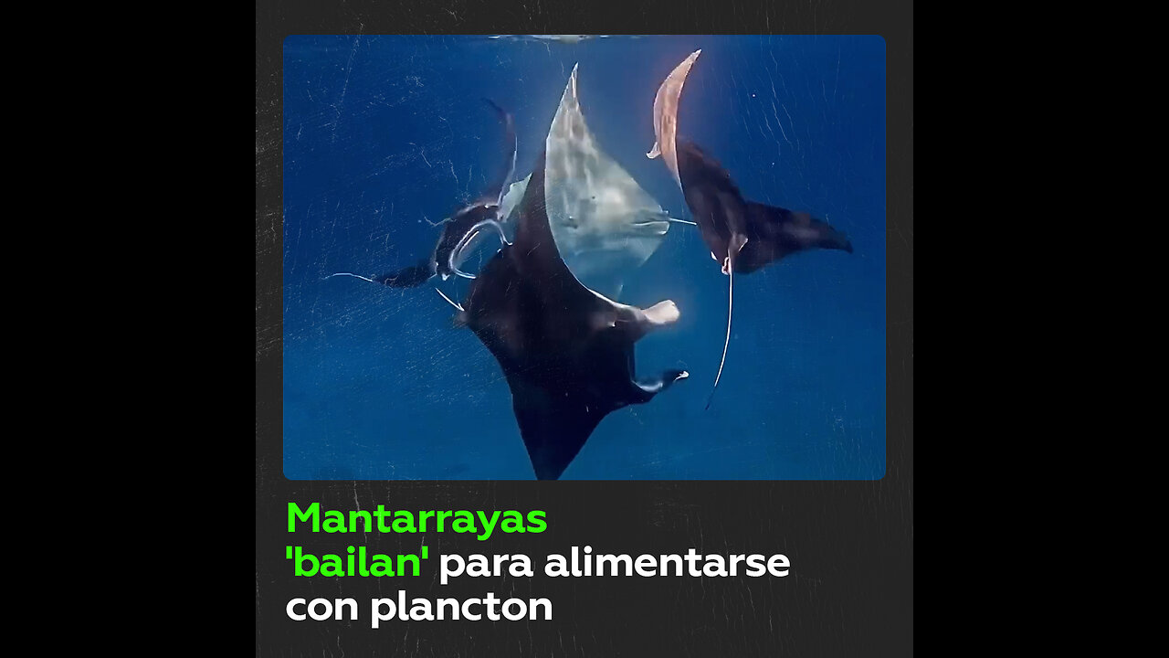 Una ‘fiesta’ de mantarrayas con danza y comida