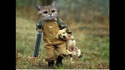 Funny Animals Video - Best Cats😹 and Dogs🐶 Videos of the Month 2022!
