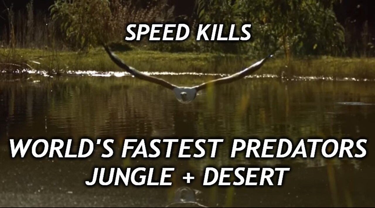 Documentary Educational: Fastest Predators Prey - Speed Kills Jungle Desert - Nature Animals