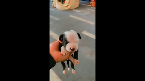 Pitbull puppy ❤️