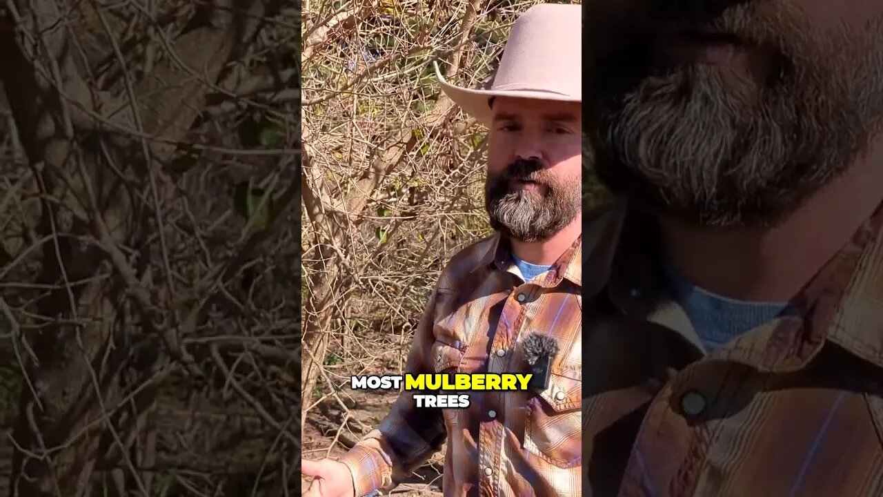 The Miraculous Mulberry: A Hidden Homesteader's Secret with Medicinal Benefits!