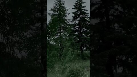 nature#love#misty#forest#shorts