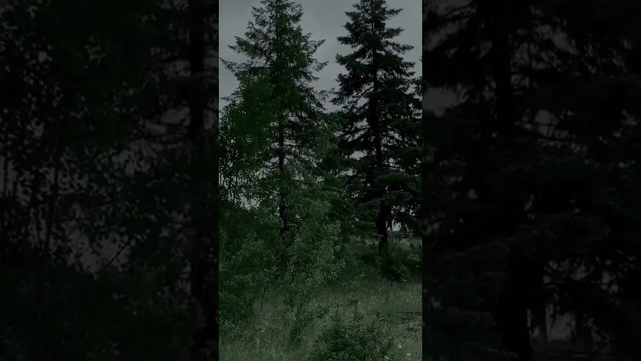 nature#love#misty#forest#shorts