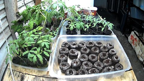 Seedling Timelapse Ending 11-02-2024