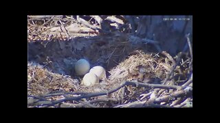 Hays Eagles Dad shows a great view of the 3 eggs 2022 03 03 13 53 24 102