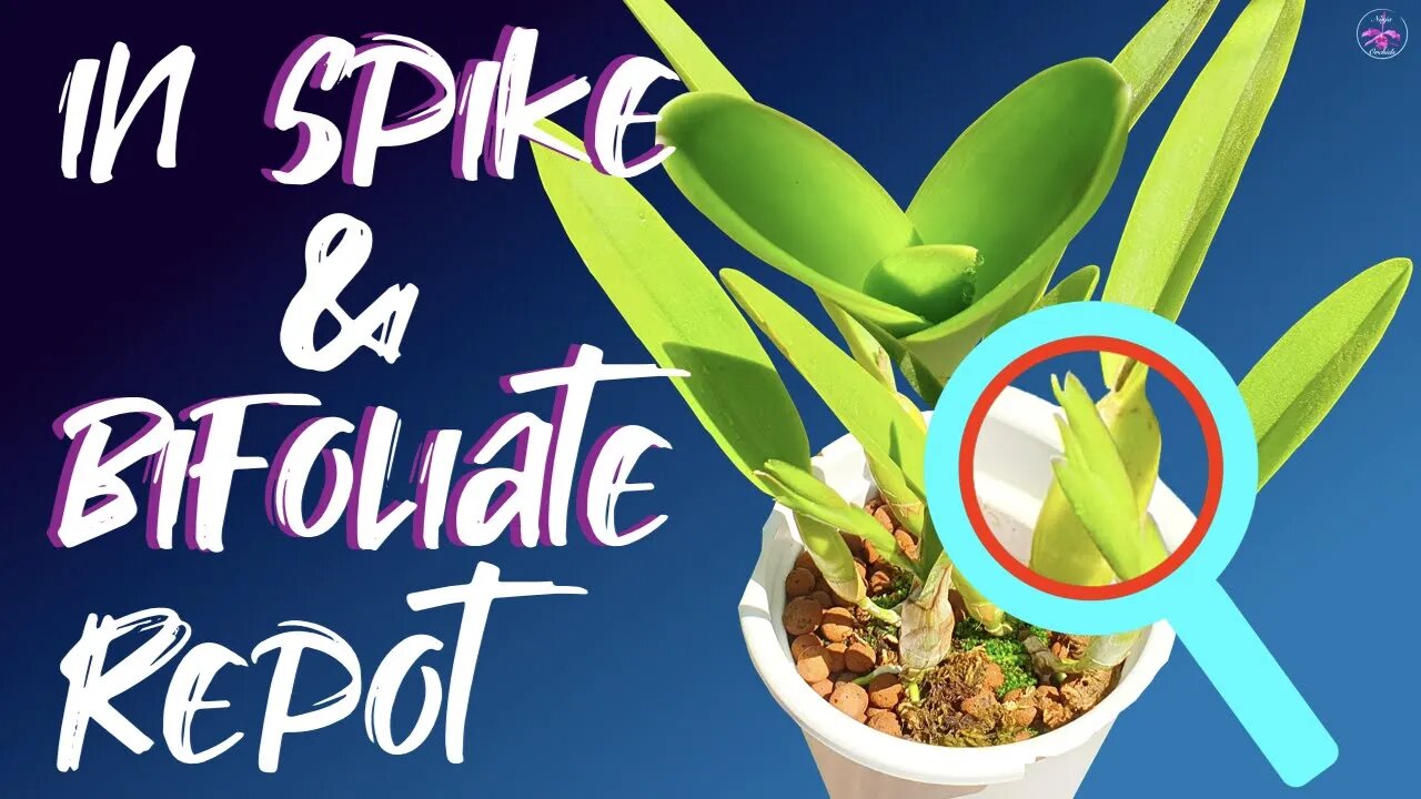 Self watering set up coilostylis cattleya root clean up | Repot orchids in spike / bud & bifoliate!