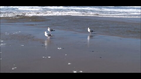 More Seagulls on the Beach to Loch Lomond